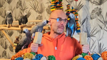Papagailis kā mājdzīvnieks – nekad nebūs garlaicīgi!