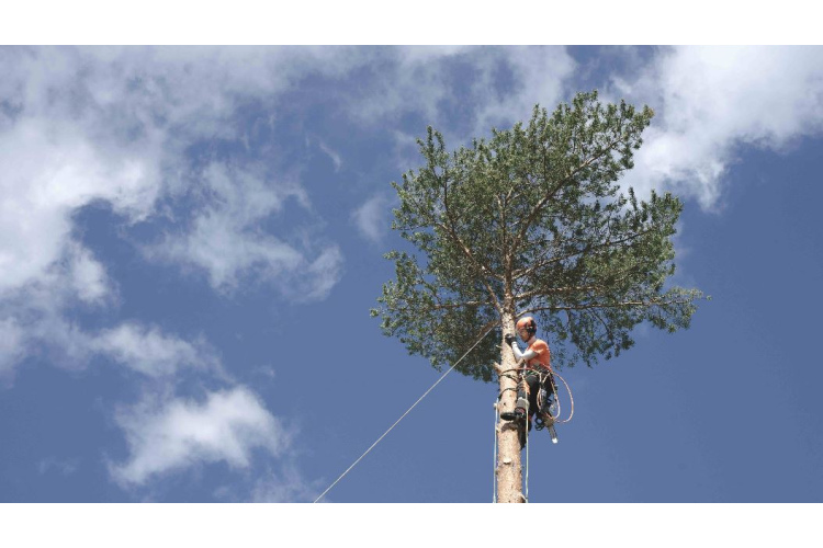Arborista ieteikumi, kā aprūpēt piemājas kokus, lai vējā lūstoši zari nesabojātu īpašumu