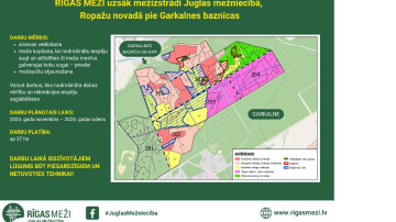 RĪGAS MEŽI uzsāk mežizstrādi Juglas mežniecībā,  Ropažu novadā pie Garkalnes baznīcas