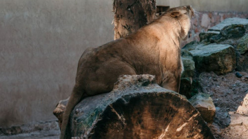 Rīgas Zooloģiskā dārza lauva Varis dodas uz Dāniju
