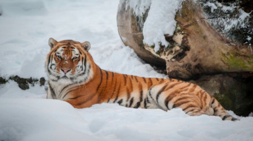 Ziemas naktis Rīgas zoodārzā tuvojas!