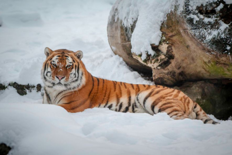 Ziemas naktis Rīgas zoodārzā tuvojas!