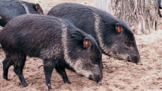 Arī apkakles pekari pārcelsies uz Rīgas Zooloģiskā dārza filiāli “Cīruļi”