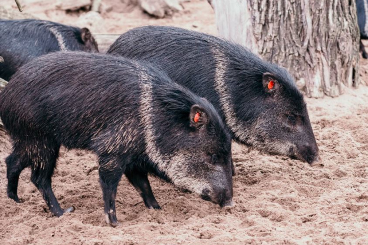 Arī apkakles pekari pārcelsies uz Rīgas Zooloģiskā dārza filiāli “Cīruļi”