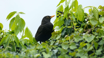 Spalvainie aizstāvji - kā putni bez maksas atbrīvos jūsu dārzu no kaitēkļiem