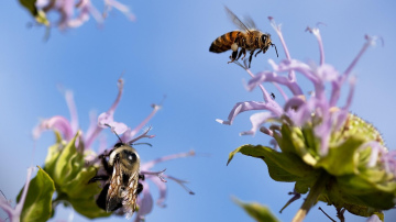 Vienkāršas, bet efektīvas "ēsmas" bitēm - kā palielināt apputeksnētāju skaitu dārzā