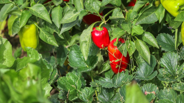 Paprika būs salda un sulīga - kā to barot, lai iegūtu rekordražu