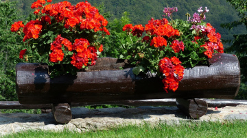 Pieredzējuši puķkopji atklāj, ar ko barot pelargonijas, lai tās sulīgi ziedētu visu vasaru