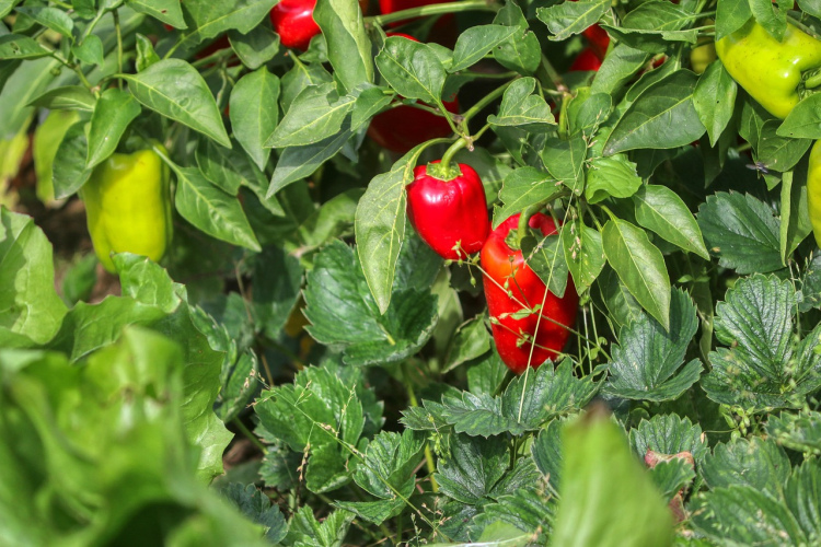 Paprika būs salda un sulīga - kā to barot, lai iegūtu rekordražu