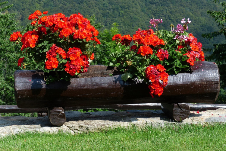 Pieredzējuši puķkopji atklāj, ar ko barot pelargonijas, lai tās sulīgi ziedētu visu vasaru