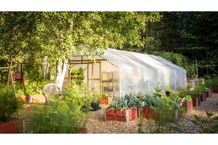 Dārznieku Mēness kalendārs augustam - ko stādīt un ko darīt zemes gabalā