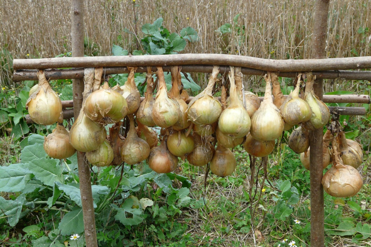 Kā izaudzēt lielus sīpolus – īpašs mēslojums no rauga un pelniem