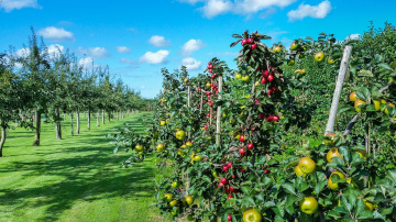 Kāpēc nepieciešama koku rudens balsināšana - aizsardzība, par kuru zina pieredzējuši dārzkopji