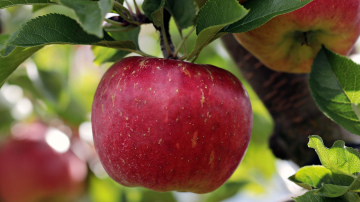 Āboli nekrīt velti - kāpēc ir vērts tos novākt agri