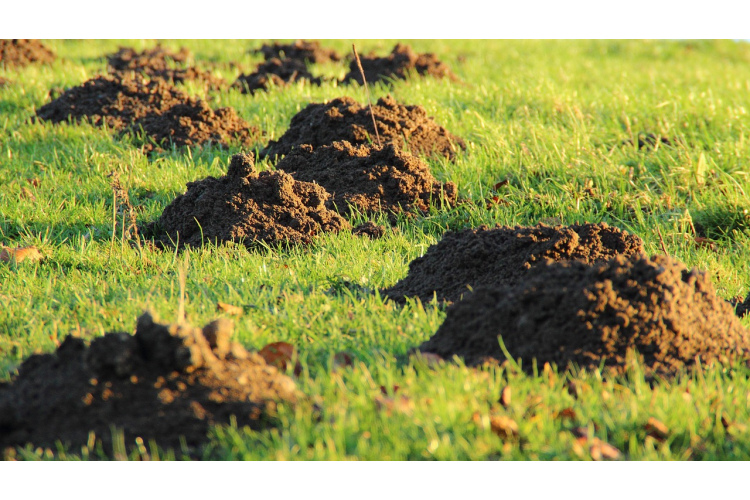Ko darīt, ja jūsu zemes gabalā ir parādījušies kurmji - humāni veidi, kā aizsargāt dārza dobes