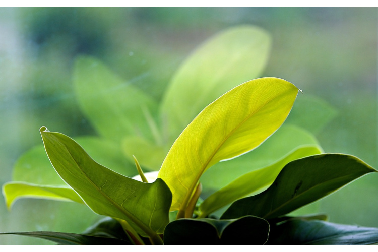 Ekspertu padomi, kā parūpēties par istabas augiem karstā laikā