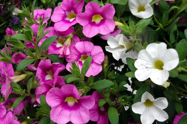 Ko darīt, ja petūnijas ir izstiepušās un pārstājušas ziedēt - atjaunojiet to sulīgumu nedēļas laikā