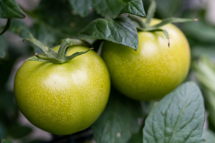 Dārznieki iesaka izmantot citronskābi, lai uzlabotu tomātu augšanu