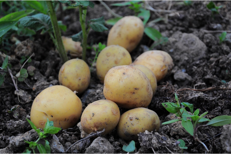 Dārznieki atklāj noslēpumu, kad augustā ir labākais laiks rakt kartupeļus