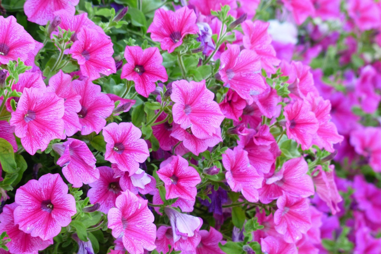 Laistiet petūnijas augustā ar šo mēslojumu – un tās ziedēs bagātīgi līdz vēlam rudenim