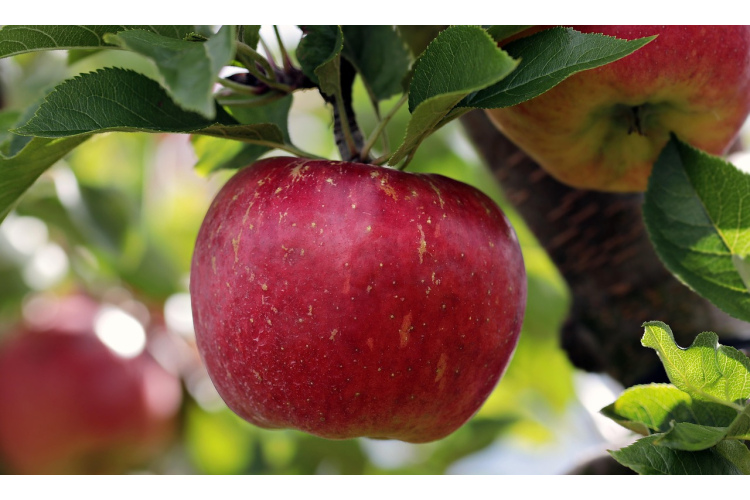 Āboli nekrīt velti - kāpēc ir vērts tos novākt agri