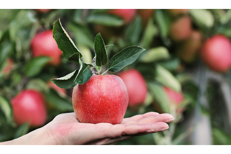 Āboli būs saldāki, ja paspēsiet šo izdarīt ar kokiem vasarā