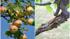Kāpēc ābolu mizā parādās plaisas un kā šādā situācijā rīkojas pieredzējuši dārznieki