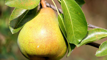 Kā apgriezt bumbieri, lai iegūtu milzīgu ražu - dārznieku padomi