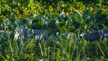 Piecas galvenās dārzeņu grupas, kuras nevar stādīt vienu pēc otras