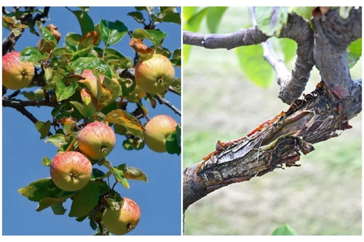 Kāpēc ābolu mizā parādās plaisas un kā šādā situācijā rīkojas pieredzējuši dārznieki