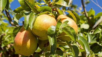 Bumbieres koks - padomi stādīšanai rudenī