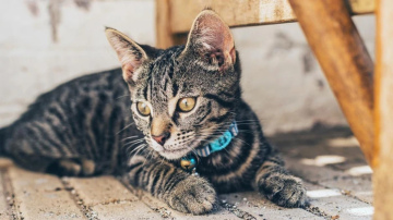 Vai kaķiem vajadzētu valkāt kakla siksniņu - veterinārārsti skaidro plusus un mīnusus