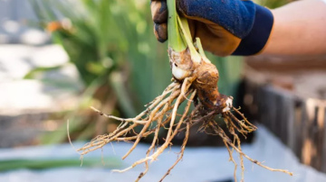 7 daudzgadīgie augi, ko dārznieki vienmēr dala oktobrī, lai nākamgad būtu vairāk augu (un arī tev vajadzētu!)   