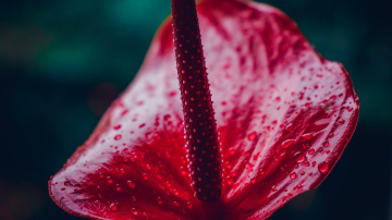 Ienes rudeni savās mājās - šie 7 krāšņie telpaugi acumirklī piešķirs mājai rudens noskaņu