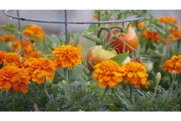 Pieredzējuši dārznieki atklāj, kāpēc nevajadzētu neapdomīgi stādīt samtenes savā dārzā – tam ir būtisks iemesls