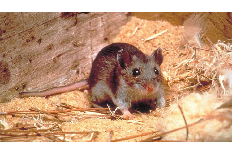 Kā rudenī atbaidīt žurkas un peles no sava dārza - efektīva metode, neizmantojot ķimikālijas