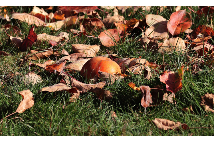 5 būtiski soļi, lai “sagatavotu dārzu ziemai”