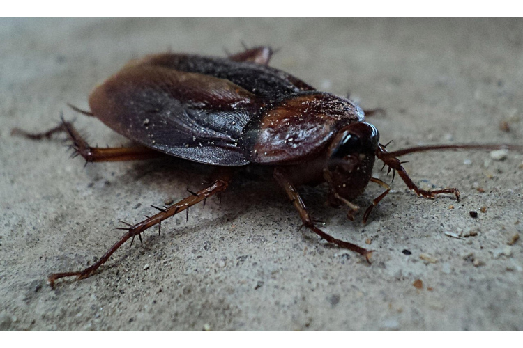 Prusaki pazūd vienas nakts laikā - tikai 3 vienkāršas sastāvdaļas salvetē, un virtuve ir tīra