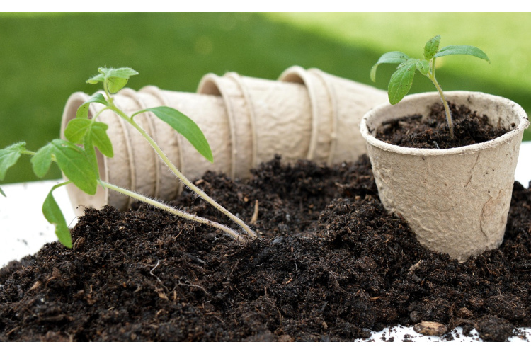 Sējiet tomātus rudenī un izbaudiet rekordlielu pavasara ražu — bez stādu audzēšanas raizēm