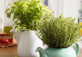 Viss, kas jāzina par to, kā izaudzēt svaigus zaļumus uz balkona