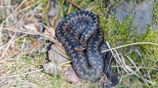Čūskas alas dārzā: kā noteikt, vai tur dzīvo rāpulis, un ko darīt tālāk