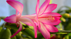 Ziemassvētku kaktuss uzziedēs pēc nedēļas, ja savās mājās to novietosiet šajā vietā