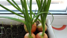 Vieglākais veids, kā izaudzēt sīpollokus uz palodzes – izdosies pat bērniem