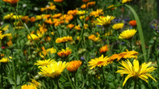 Ziedi, kas pasargās jūsu dārzu no kaitēkļiem - ieplānojiet to stādīšanu