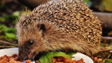 Austrumu horoskops nedēļai no 2025. gada 17. līdz 23. novembrim iesaka darīt visu bez steigas, lai nekļūdītos