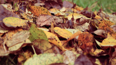 Dārzniekiem tiek ieteikts nekad nemest nokritušās lapas sadzīves atkritumu konteinerā