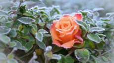 Dārznieki ir atklājuši vienkāršu veidu, kā pasargāt rozes no kaitēm pirms ziemas