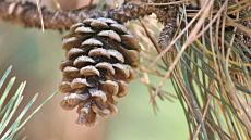 Horoskops 17. novembrim: Lauvai - patīkama relaksācija, Mežāzim - liekas rūpes