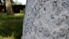 Kāpēc koku stumbrus krāsot zilā krāsā - jauna dārzkopības tendence vai kaitēkļu apkarošana