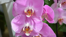 Orhidejas ziemā ziedēs bagātīgi, ja tagad izdarīsiet vienu lietu